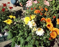 Iepriecina rudens rozes – mārtiņrozes
