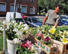 Dārzos vēl smaržo krāšņās lilijas