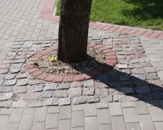 Bažas par koku tālāko likteni