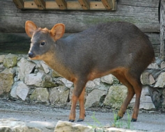 Rīgas Zoodārzā — „krīzes laika” briedis