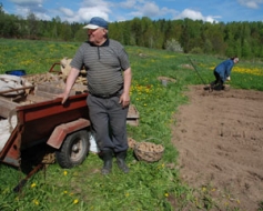 Stāda otro maizi – kartupeļus