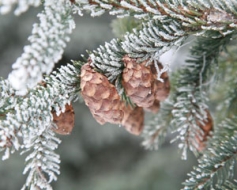 Dabas tūrisms ved uz arborētumu