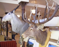 Latvijas mednieku trofeju izstāde „Jaunmokas 2010”