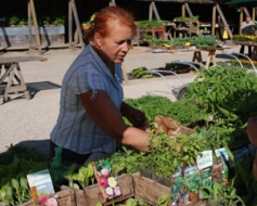 Dārzos atrodiet vietu garšaugiem