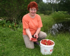 Beidzamās zemenes — ļoti saldas