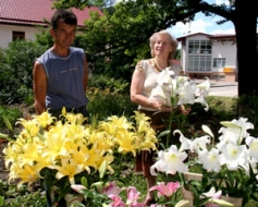 Lilijas izskatās kā karalienes