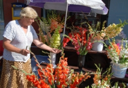 Gladiolas zied visās varavīksnes krāsās