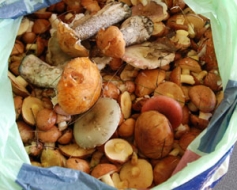 Taisnība – lietū bagātīgi aug sēnes