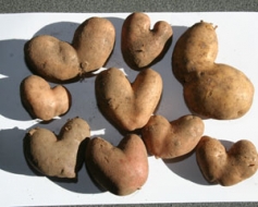 Rudens “valentīni” kartupeļu laukā