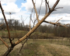 Rudens darbi augļu dārzā