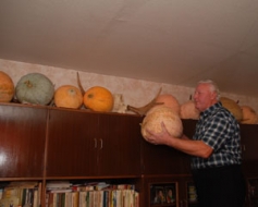 Ķirbji izauguši lieli un krāsaini