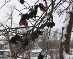 Saknes – siltumā, vainags – aukstumā