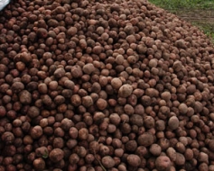 Kartupeļu cena — ievērojami lielāka