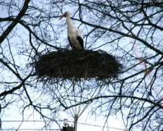 Stārķi – svētības nesēji mājai