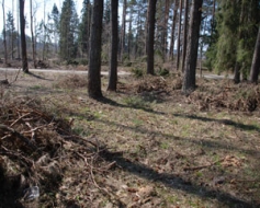 Pilsētā turpināsies mežizstrāde