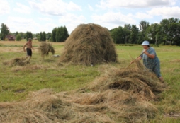 Gotiņai sienu vāc ar rokām