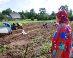 Kartupeļu pietiks — labi izauguši