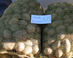 Kartupeļu izaudzēts krietni vairāk