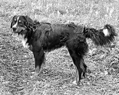 Lūgums palīdzēt