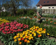 Tulpes ir cimperlīgas, narcises – burvīgas