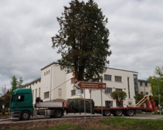 Madonā veic unikālu koka pārstādīšanu