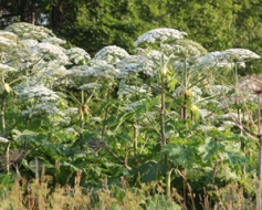 Cīnās ar latvāņu plantācijām