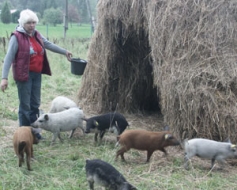 “Sveķos” no Austrijas atvestas mangalicas