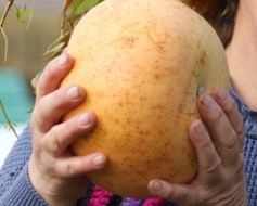 Meklē lielāko ķirbi