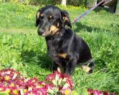 Flora vēlas doties mājās
