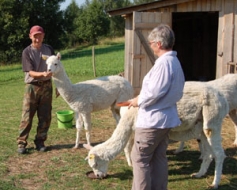 Griezes, alpakas un strādīgs angļu pāris