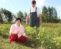 Bioloģiskie kartupeļi ir tikai jārušina
