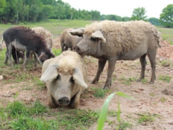 Mangalicas – lielajos cūku aplokos