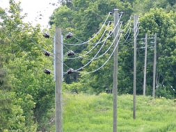 AS “Sadales tīkls” uzlabo elektroapgādi