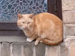 Mājas lūdz pamesti minči