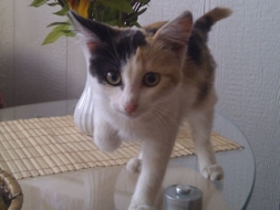 Raiņa ielā pieklīdusi kaķenīte