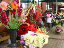 Visvairāk pērk gladiolas, dālijas un asteres
