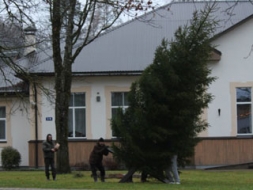 Lielā Ziemassvētku egle iedegsies piektdien