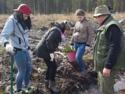 Skolēni stāda mežu
