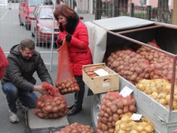 Kartupeļu svētki šogad – 1. oktobrī