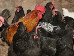 Putnkopībā pastiprinās biodrošības pasākumus