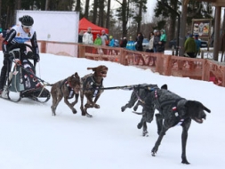 Kamanu suņu sports aizrauj skatītājus