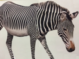 „Zebra” gādā par drošību