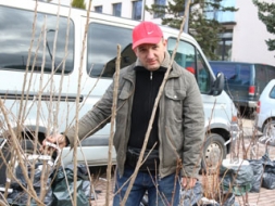 Augļkoku pavasara stādīšanas laiks ir tik īss