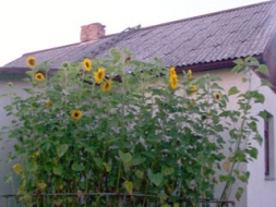 Un saulespuķes Andas dārzā ziedēs…