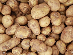 Kartupelis – otrā maize