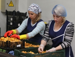Šogad gaileņu – daudz, melleņu – maz