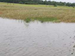 Laukos situācija jāpieņem tāda, kāda tā ir