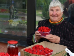 Aveņzemenēm lietus netraucē nogatavoties