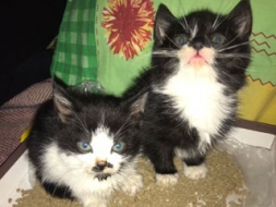 Kaķēni palikuši bez mammas