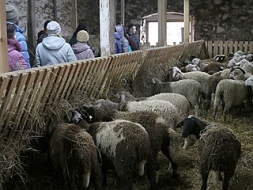 Lauku saimnieki papildina zināšanas aitkopībā